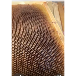 برواز ممطوط